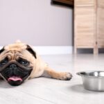 犬は冬でも『熱中症』になるって本当？主な原因や飼い主が必ず意識すべきことまで(ブログ)