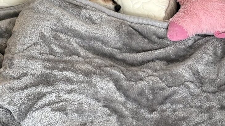 「完全に人で草」寝室で眠る犬の様子を見に行ったら…想定以上の『人間味が強すぎる光景』に6万いいね「人間だと思ってそう」「添い寝したい」(ブログ)