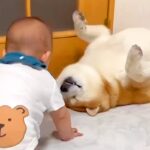 本当の兄弟のような『赤ちゃんと2匹の犬』がSNSで話題　何をされても怒らない『愛に溢れた光景』が17万再生「微笑ましい」「なんて優しい」(ブログ)