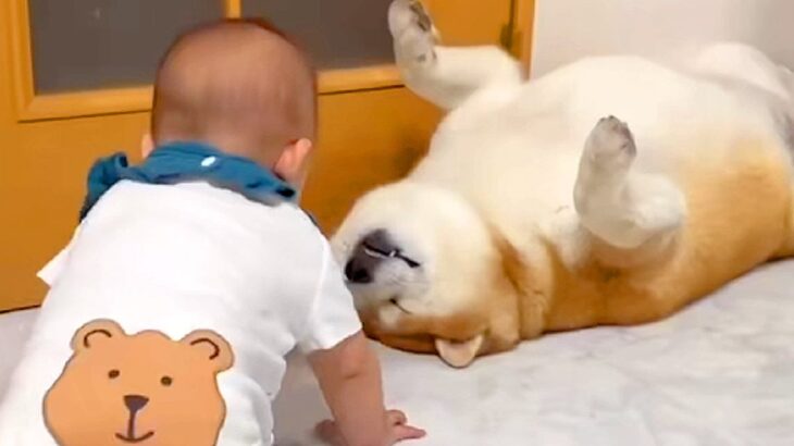 本当の兄弟のような『赤ちゃんと2匹の犬』がSNSで話題　何をされても怒らない『愛に溢れた光景』が17万再生「微笑ましい」「なんて優しい」(ブログ)