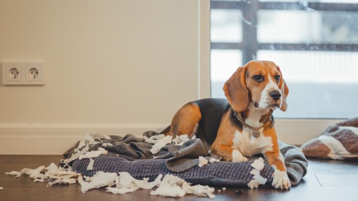 犬が『分離不安症』になっているときの行動5選　主な症状や治療法まで解説(ブログ)