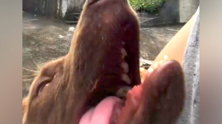 『炎天下に放置されていた犬』を保護→ボロボロで立つことさえ難しく…涙腺崩壊する『3年後の変化』が482万再生「奇跡のよう」「勇気貰った」(ブログ)