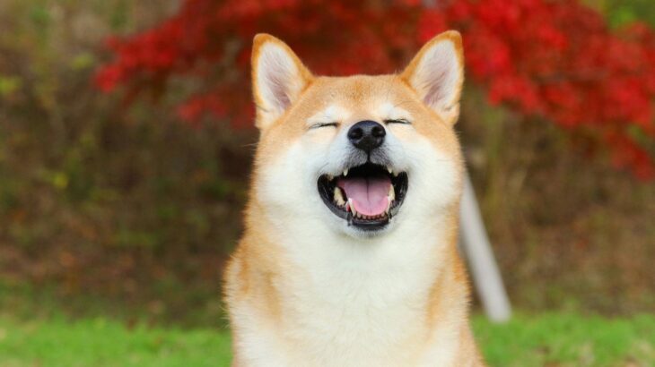 犬を『笑顔』にするためにできること4つ　ワンコも人間のように笑うことがあるの？微笑んでいるときの心理まで(ブログ)