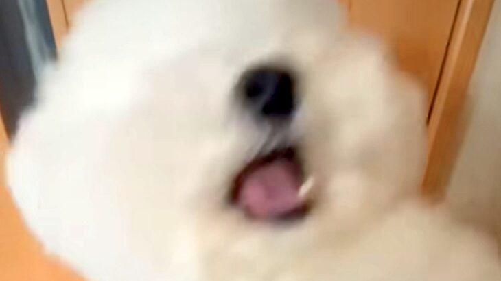 『おらあああああ！』犬に”おてとおかわり”をさせた結果→あまりにも『キレが良すぎる動き』が54万再生「2個目やばいｗｗ」と爆笑続々(ブログ)