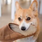 犬がみせる『理解不能な行動』4つ　意味不明な動きをする原因や飼い主にできる対策まで(ブログ)