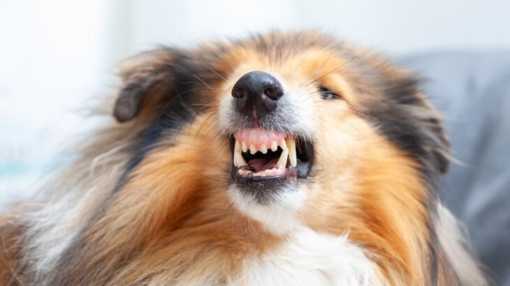 犬が飼い主に甘えながら『唸る』心理5つ　嬉しがってる？怒っているかどうか判断する方法まで(ブログ)