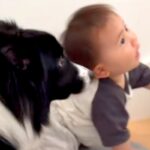 赤ちゃんが階段を登った結果→犬がすぐ後ろについて行き…まるで見守っているかのような『まさかの行動』に反響「頼もしくてかわいいガードマン」(ブログ)