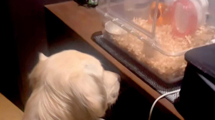 大型犬が静かだったので見に行った結果→ハムスターの部屋を…種族を超えた『愛溢れる様子』が17万再生「通じ合ってる」「見守り隊だね」と絶賛(ブログ)