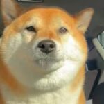 『美容院』と『病院』を聞き間違えた犬→想定以上だった『まさかのリアクション』が15万表示「ガクブルｗｗ」「聞き間違いあるある」と爆笑(ブログ)