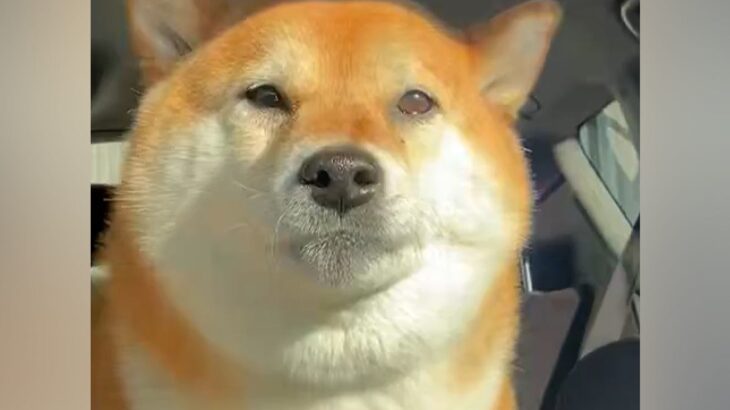 『美容院』と『病院』を聞き間違えた犬→想定以上だった『まさかのリアクション』が15万表示「ガクブルｗｗ」「聞き間違いあるある」と爆笑(ブログ)