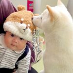 赤ちゃんが犬と『お別れのあいさつ』をした結果→切ない雰囲気かと思いきや…まさかのオチが17万再生「笑ったｗｗ」「隠れ甘えただったのね」(ブログ)