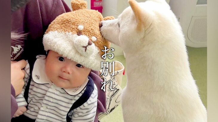 赤ちゃんが犬と『お別れのあいさつ』をした結果→切ない雰囲気かと思いきや…まさかのオチが17万再生「笑ったｗｗ」「隠れ甘えただったのね」(ブログ)