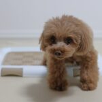 犬の『危険なウンチ』５選　判断する方法や今すぐに病院へ連れて行くべき状態まで(ブログ)