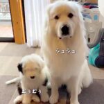 先輩犬に甘える赤ちゃん犬→すくすく成長した結果…自分の大きさを理解していない『まさかの光景』が20万再生「逆転してるw」「愛おしい…」(ブログ)