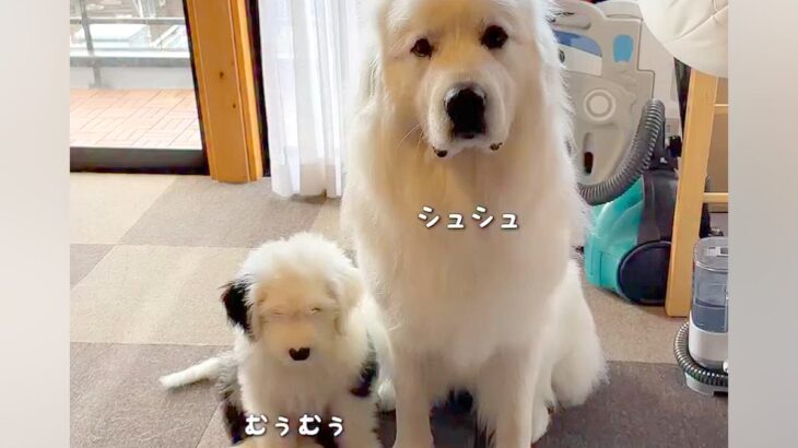 先輩犬に甘える赤ちゃん犬→すくすく成長した結果…自分の大きさを理解していない『まさかの光景』が20万再生「逆転してるw」「愛おしい…」(ブログ)