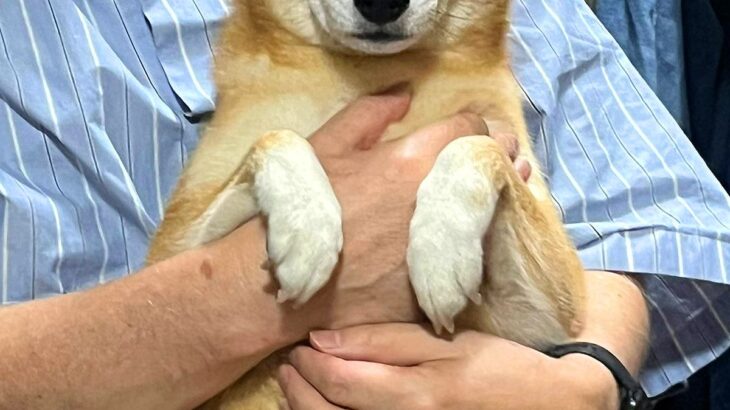 お父さんに抱っこしてもらう犬→まさかの『心底嫌そうな表情』が9万表示「不機嫌そうで笑った」「目が…！でも可愛い」と爆笑の声(ブログ)
