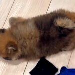 『リビングで赤ちゃん犬が倒れてる』と思って慌てて近づいた結果→『まさかの光景』が衝撃的な可愛さだと66万再生「電池切れｗ」「ぬいぐるみ」(ブログ)
