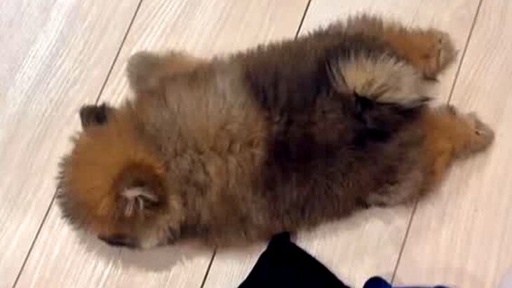 『リビングで赤ちゃん犬が倒れてる』と思って慌てて近づいた結果→『まさかの光景』が衝撃的な可愛さだと66万再生「電池切れｗ」「ぬいぐるみ」(ブログ)