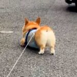 なぜか散歩に行きたがらない犬→『ママが来ないからかな』と思っていたら…『まさかの理由』に絶賛の声「頑固で草」「笑顔が最高ｗ」と88万再生(ブログ)