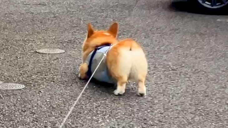 なぜか散歩に行きたがらない犬→『ママが来ないからかな』と思っていたら…『まさかの理由』に絶賛の声「頑固で草」「笑顔が最高ｗ」と88万再生(ブログ)
