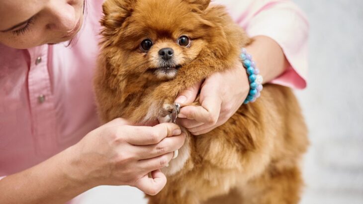 犬に苦痛を与える『爪切り方法』5つ　上手くできない場合の対処法まで解説(ブログ)