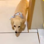 キッチンに立っていたら、子犬がトコトコとやってきて…？料理どころではない『尊すぎる行動』が38万再生「嘘みたいに可愛い」「泣けるレベル」(ブログ)