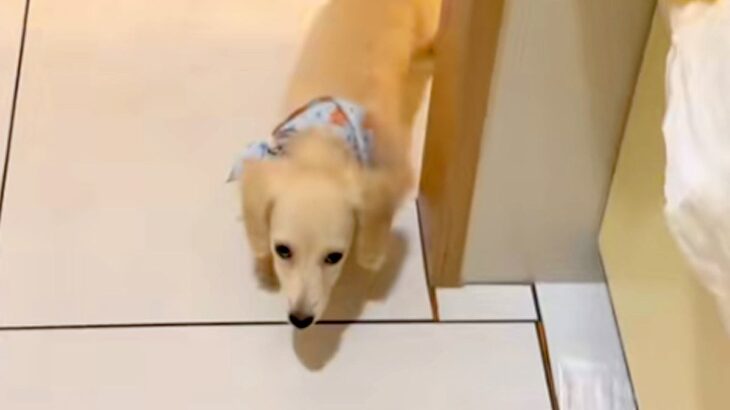 キッチンに立っていたら、子犬がトコトコとやってきて…？料理どころではない『尊すぎる行動』が38万再生「嘘みたいに可愛い」「泣けるレベル」(ブログ)