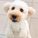 『ねえ！ママいるんでしょ！』入院中、窓越しに愛犬と10日ぶりの再会を果たした結果→尊い光景に絶賛「寂しさが伝わる」「しっぽふりふり」(ブログ)