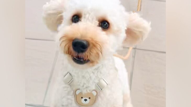 『ねえ！ママいるんでしょ！』入院中、窓越しに愛犬と10日ぶりの再会を果たした結果→尊い光景に絶賛「寂しさが伝わる」「しっぽふりふり」(ブログ)