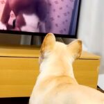 亡くなった先輩犬の映像をテレビで見ていたら、後輩犬が…涙腺崩壊する『まさかの行動』に感動の声続々「泣いちゃったよ…」「会いたいよね」(ブログ)