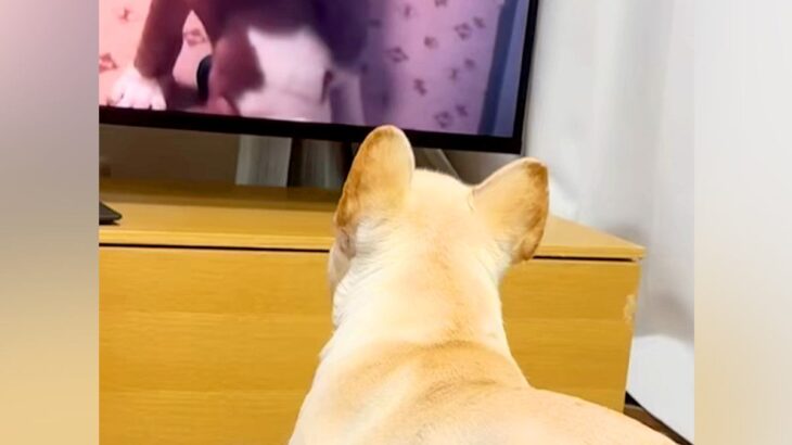 亡くなった先輩犬の映像をテレビで見ていたら、後輩犬が…涙腺崩壊する『まさかの行動』に感動の声続々「泣いちゃったよ…」「会いたいよね」(ブログ)