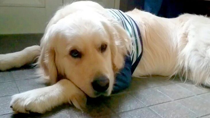遊びに行けなくて不貞腐れている大型犬→『お出かけしよう』と言った瞬間に…わかりやすすぎる表情と態度が話題「切り替え早ｗ」「子供みたい」(ブログ)