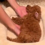 『危ない場所』で爆睡していた犬→起こさないよう移動させる光景があまりにも尊いと90万再生「ぬいぐるみ…？」「生きてるか心配なるｗ」と反響(ブログ)