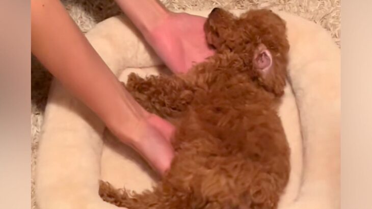 『危ない場所』で爆睡していた犬→起こさないよう移動させる光景があまりにも尊いと90万再生「ぬいぐるみ…？」「生きてるか心配なるｗ」と反響(ブログ)
