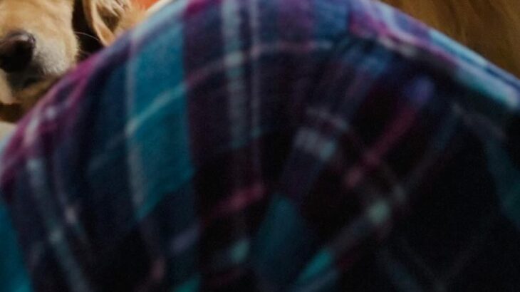 風邪をひいて寝ていたら、背後から視線を感じて…そっとインカメラで撮影した結果→泣けてくる光景に2万いいね「心配そうな顔」「優しい」と感動(ブログ)