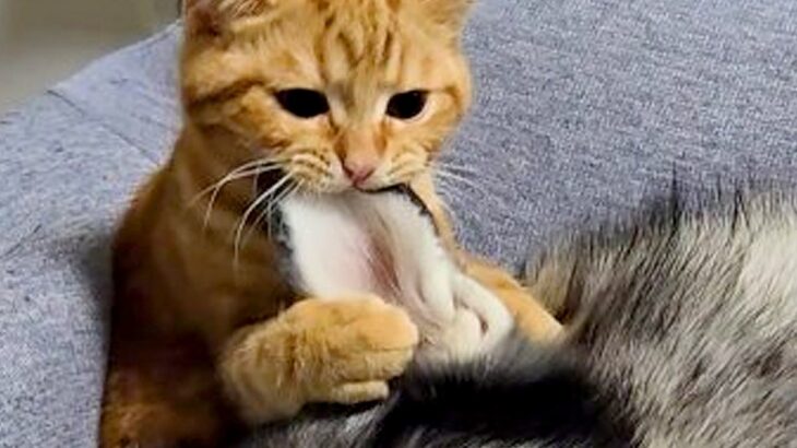 寝ているハスキー犬にイタズラをする子猫→『怒るかな』と思ったら…5秒後の光景が尊すぎると127万再生「ふたりとも幸せそう」「可愛い」(ブログ)