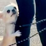 バンドマンが3匹の犬を散歩に連れていった結果→即解散レベルな『意見が食い違う光景』が22万再生「バンドなら解散ｗ」「三犬三様で可愛い」(ブログ)