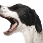 犬が『キャン』と鳴く理由5つ　突然悲鳴のような鳴き声をあげる心理や注意点まで(ブログ)