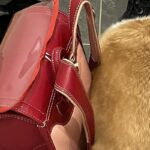 学校へ行こうとする女の子→犬が玄関で『一緒に行きたい』と…まさかの『紛れ込み方』に10万いいね集まる「持ち物に食パンあった？」「お弁当？」(ブログ)