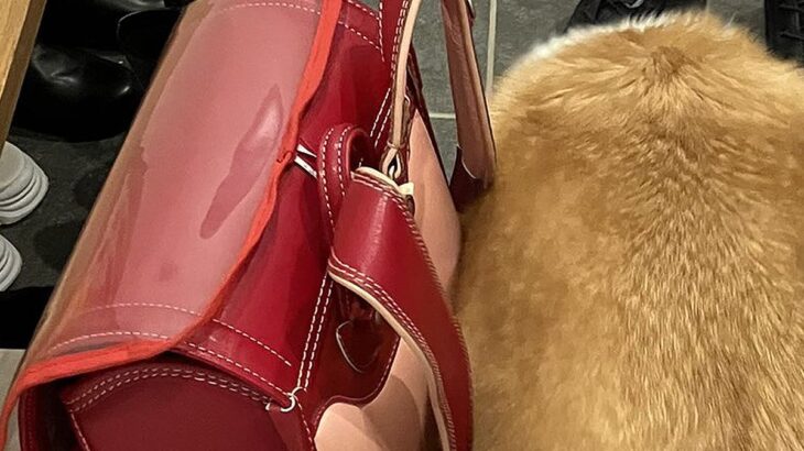 学校へ行こうとする女の子→犬が玄関で『一緒に行きたい』と…まさかの『紛れ込み方』に10万いいね集まる「持ち物に食パンあった？」「お弁当？」(ブログ)