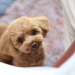 飼い主が知っておくべき『犬の十戒』とは？幸せに暮らすために理解したい愛犬からのお願い(ブログ)