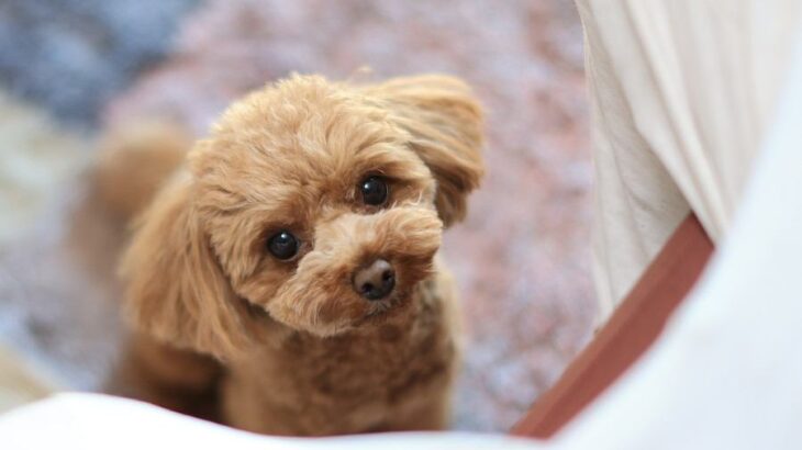 飼い主が知っておくべき『犬の十戒』とは？幸せに暮らすために理解したい愛犬からのお願い(ブログ)