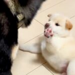 赤ちゃん犬が可愛くて仕方がない父犬→母犬が近づいてきて…もはや『人間の夫婦』のような状況が面白すぎると101万再生「犬の世界も嫁強いｗ」(ブログ)