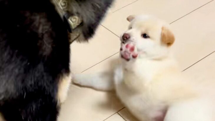 赤ちゃん犬が可愛くて仕方がない父犬→母犬が近づいてきて…もはや『人間の夫婦』のような状況が面白すぎると101万再生「犬の世界も嫁強いｗ」(ブログ)