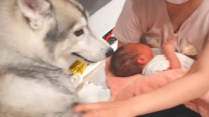 なかなか寝付けない赤ちゃんを『ハスキー犬の背中に乗せてみた』結果→まさかの『神対応』が9万再生「本当に賢いわんこ」「人間みたい」と絶賛の声(ブログ)