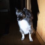 犬が不安になってしまう『飼い主の行動』５選　愛犬に精神的負荷がかかるタブー行為や改善策まで(ブログ)