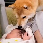 赤ちゃんと一緒に転がる犬→なぜかクンクンと嗅ぎ続けて…家族でも気づかなかった『異変』が202万再生「最高のベビーシッター」「頼もしい」(ブログ)