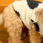 家に帰ったら『寝起きの犬』がお出迎えしてくれて…尊すぎる『おかえりなさいの光景』が24万再生「健気で泣けてくる」「平べったくてかわちい」(ブログ)