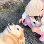 『初めてわんこを触る』2歳の女の子→散歩中の大型犬が…優しい時間が流れる『尊い光景』に絶賛「撫で方に素質あり」「どっちも可愛すぎる」(ブログ)