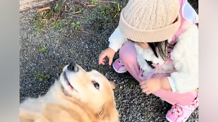 『初めてわんこを触る』2歳の女の子→散歩中の大型犬が…優しい時間が流れる『尊い光景』に絶賛「撫で方に素質あり」「どっちも可愛すぎる」(ブログ)